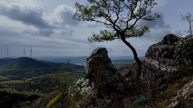  确山白鹃梅生态密码：岩质山地植物群落的垂直分布与景观营造 文化旅游