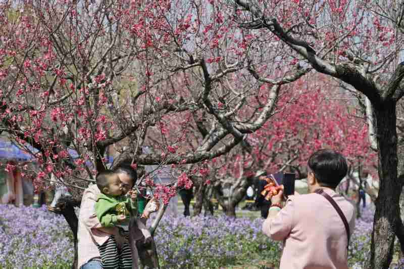  当万亩桃花盛开时，一座小城学会了如何温柔地留住人心 文化旅游